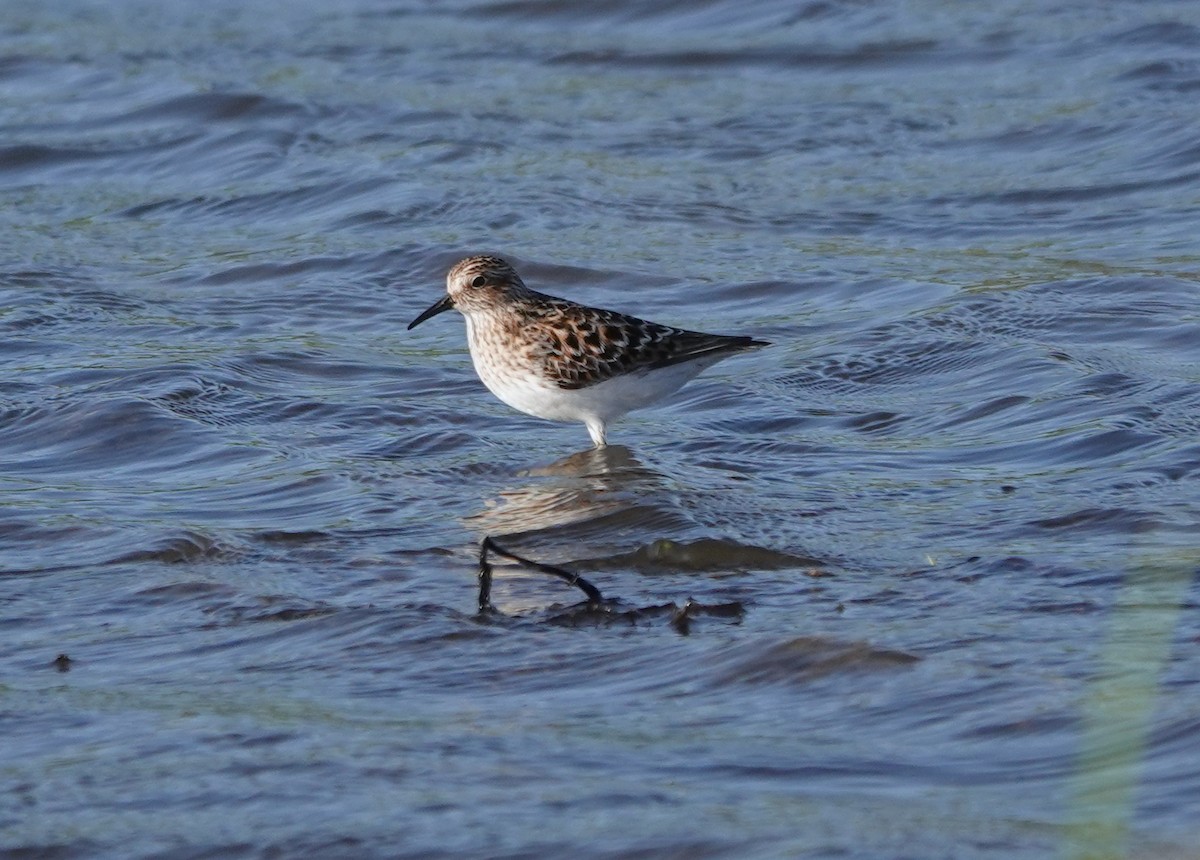 Least Sandpiper - jerry pruett