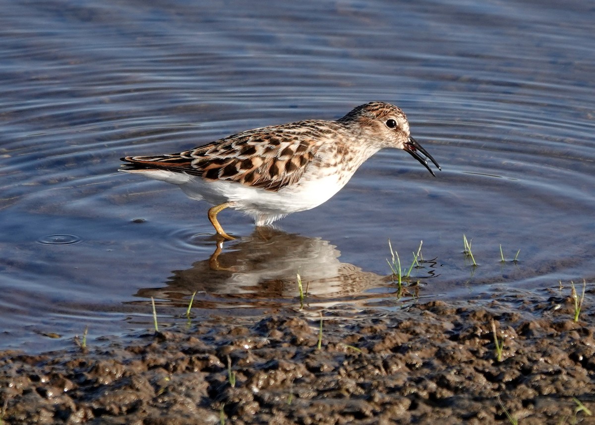 Least Sandpiper - jerry pruett