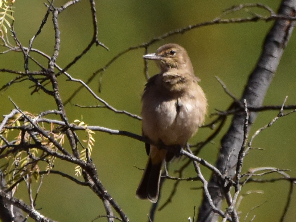 Gray-bellied Shrike-Tyrant - ML619311616