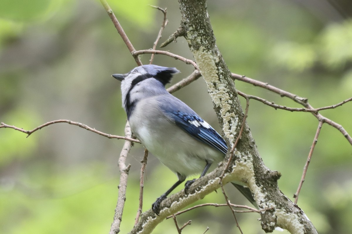 Blue Jay - Rosemary Clapham