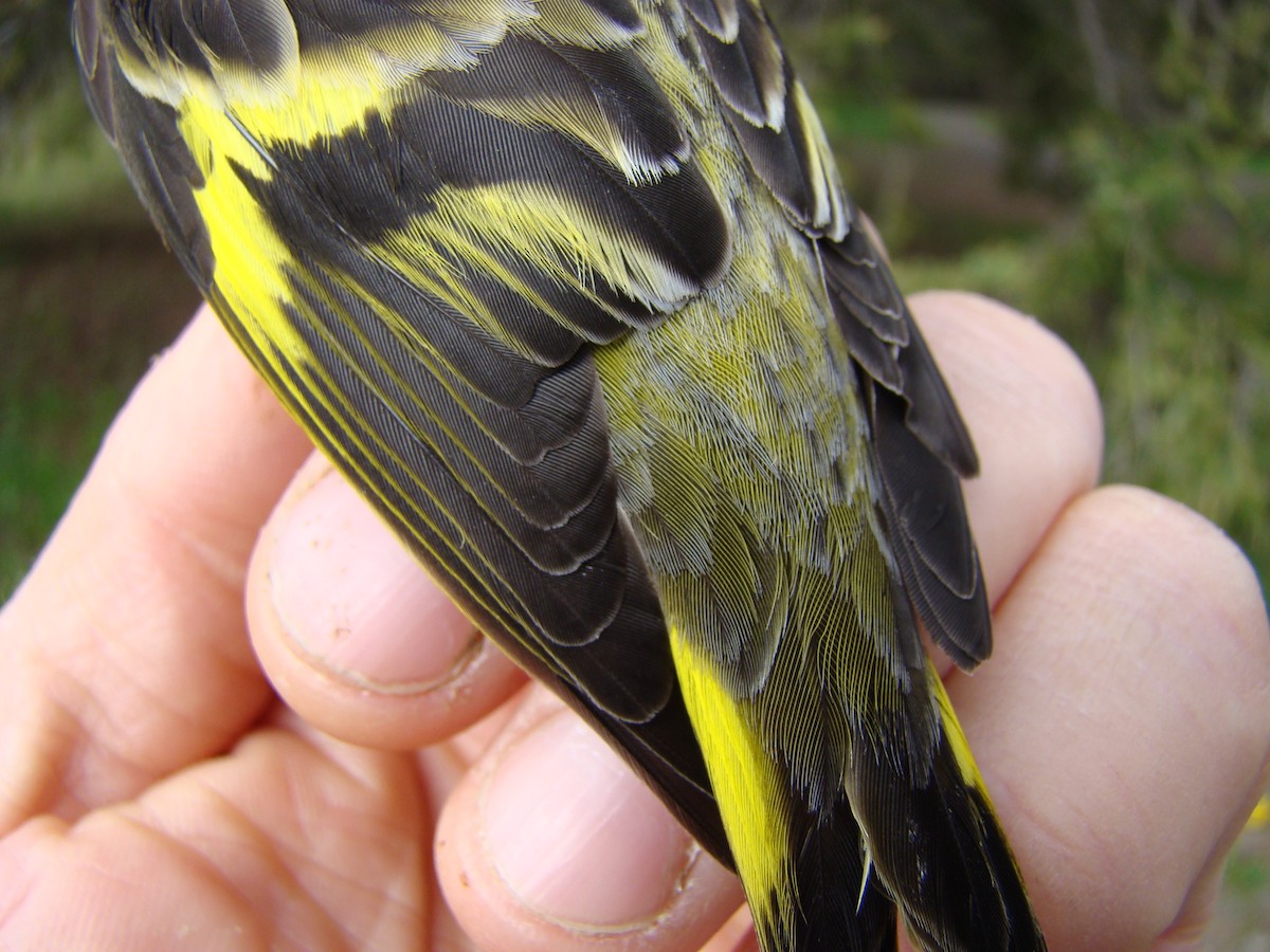 Pine Siskin - CALVIN KNORR