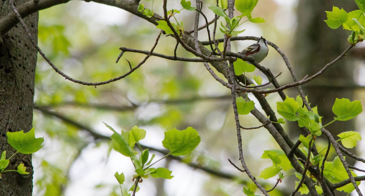 Chestnut-sided Warbler - ML619311631