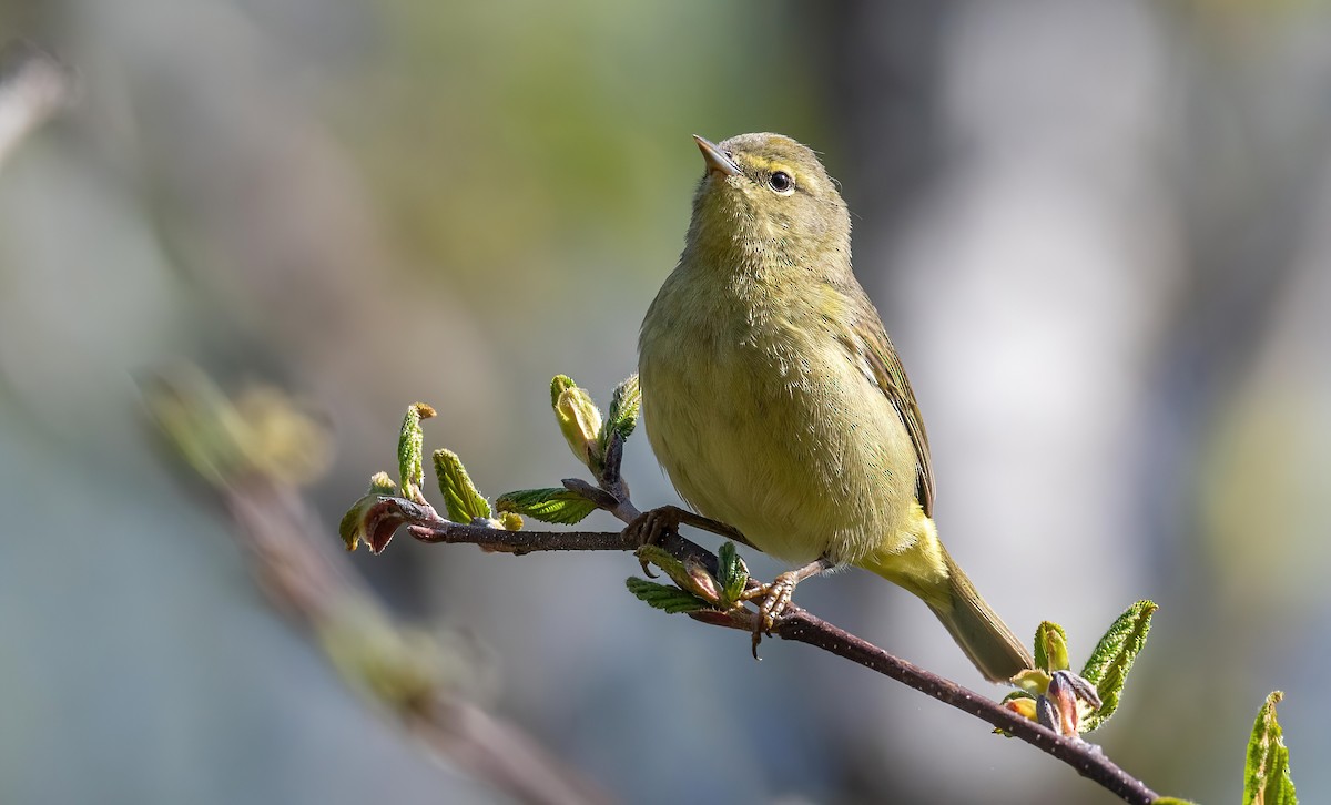 Orange-crowned Warbler - Yannick Fleury