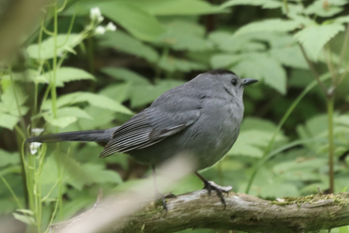 Gray Catbird - ML619311649