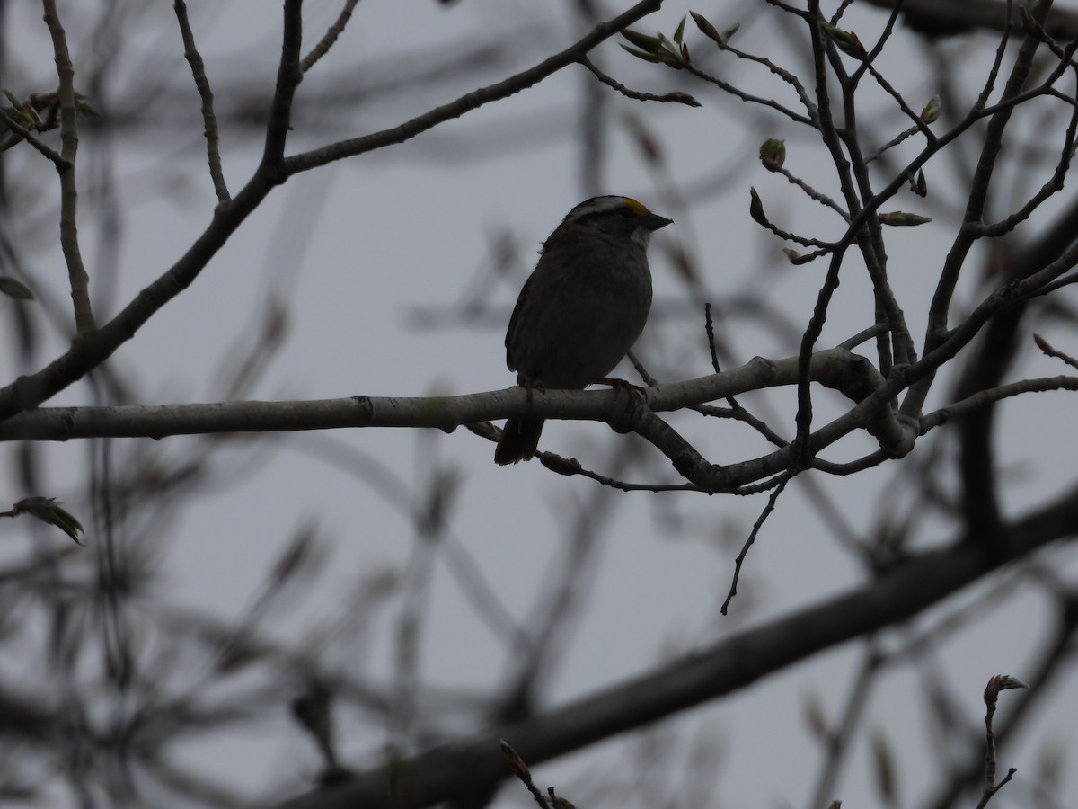 White-throated Sparrow - Denis Provencher COHL