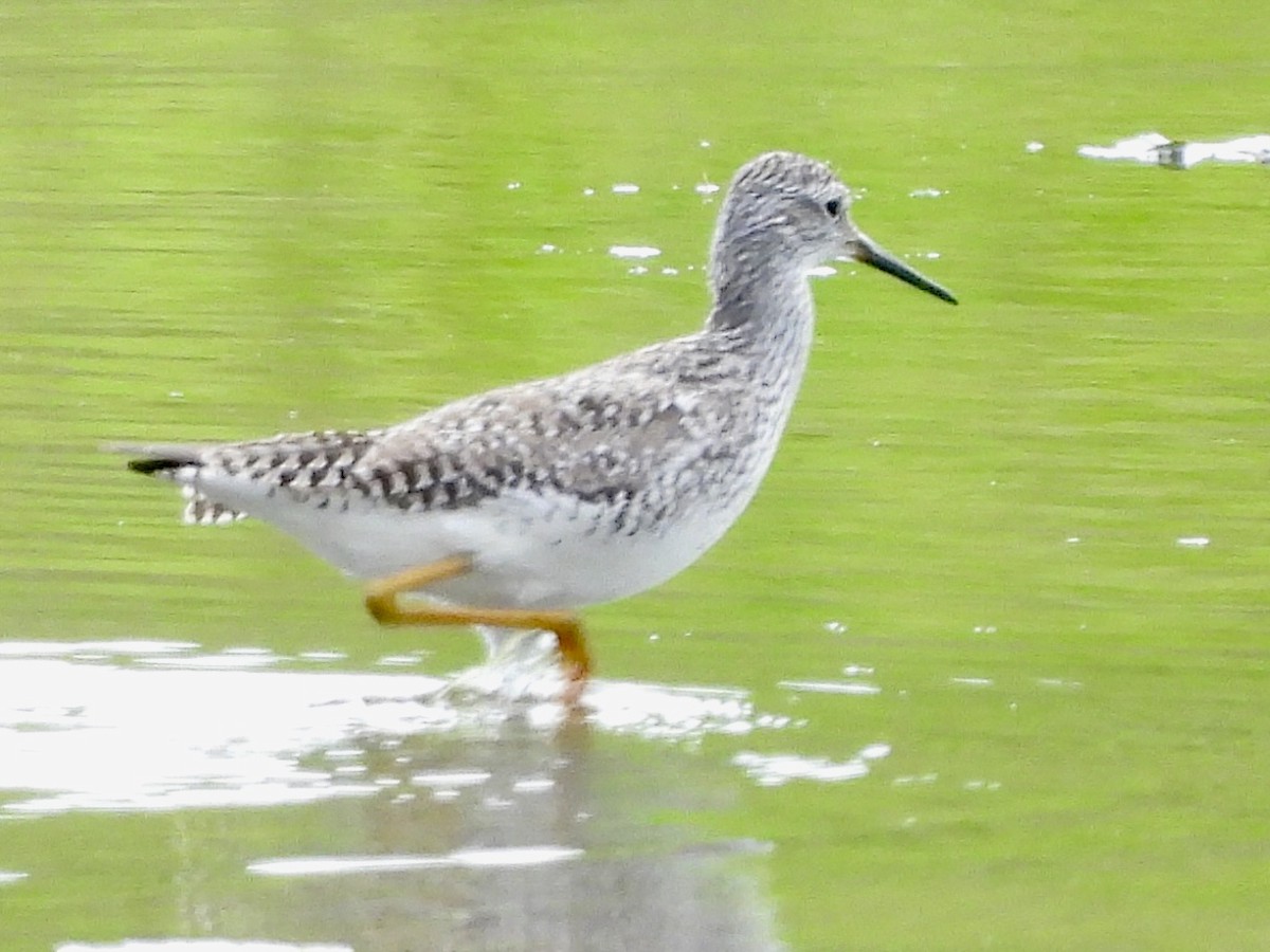 Lesser Yellowlegs - ML619311667