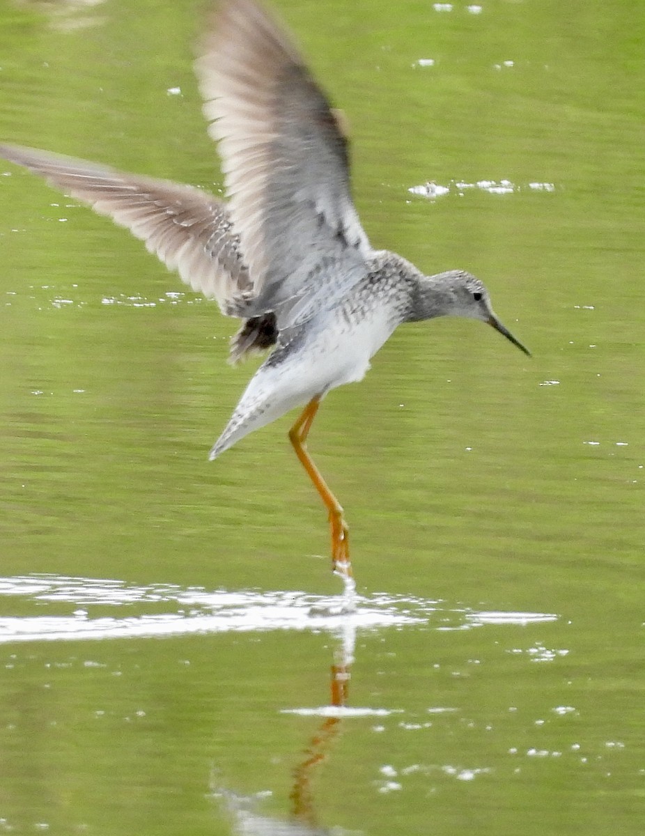 Lesser Yellowlegs - Stella Miller