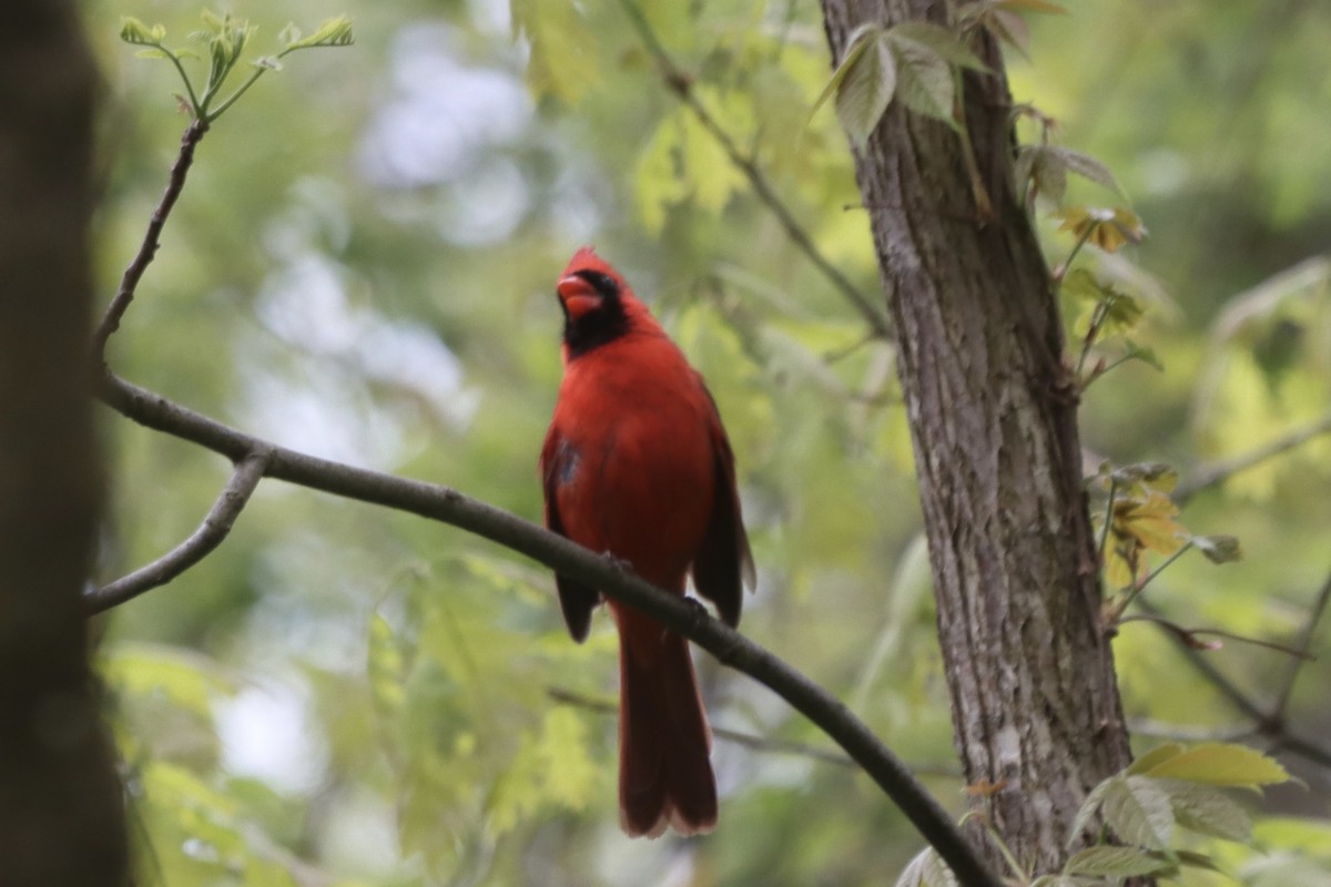 Northern Cardinal - ML619311688