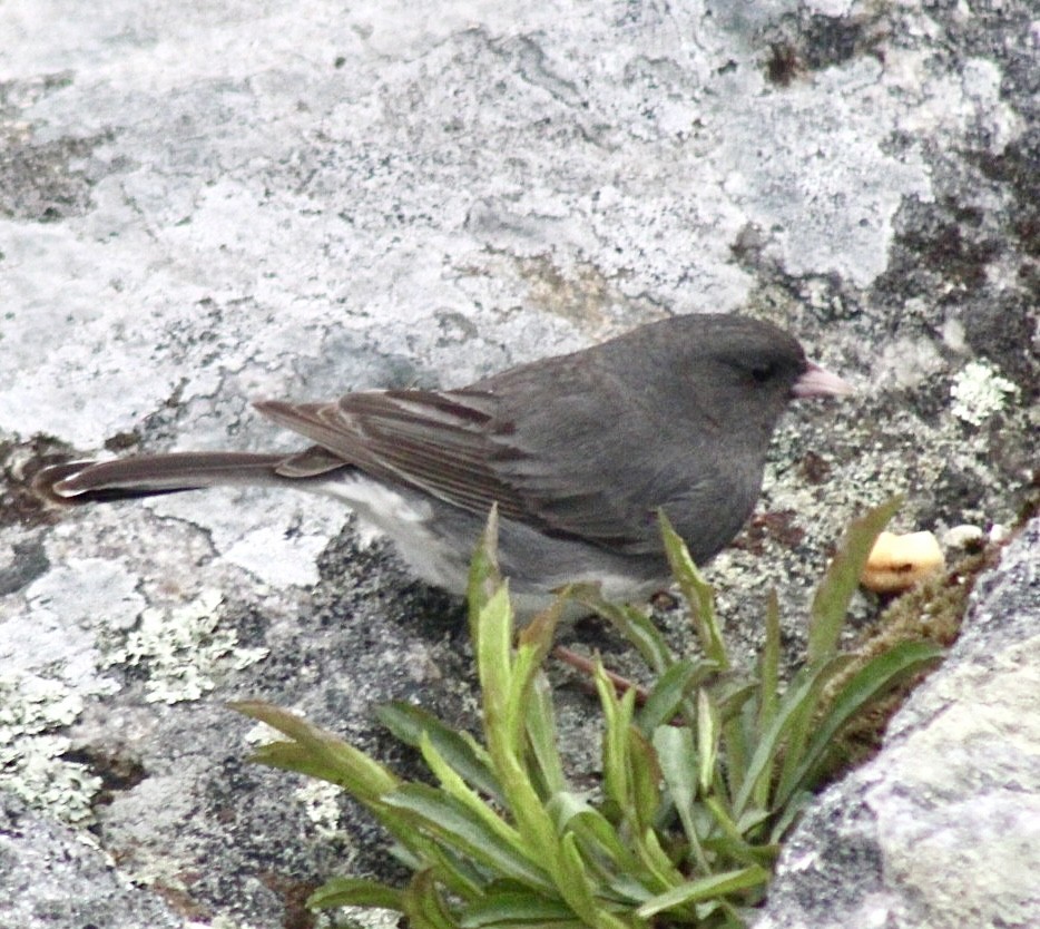 Dark-eyed Junco (Slate-colored) - Adrien C