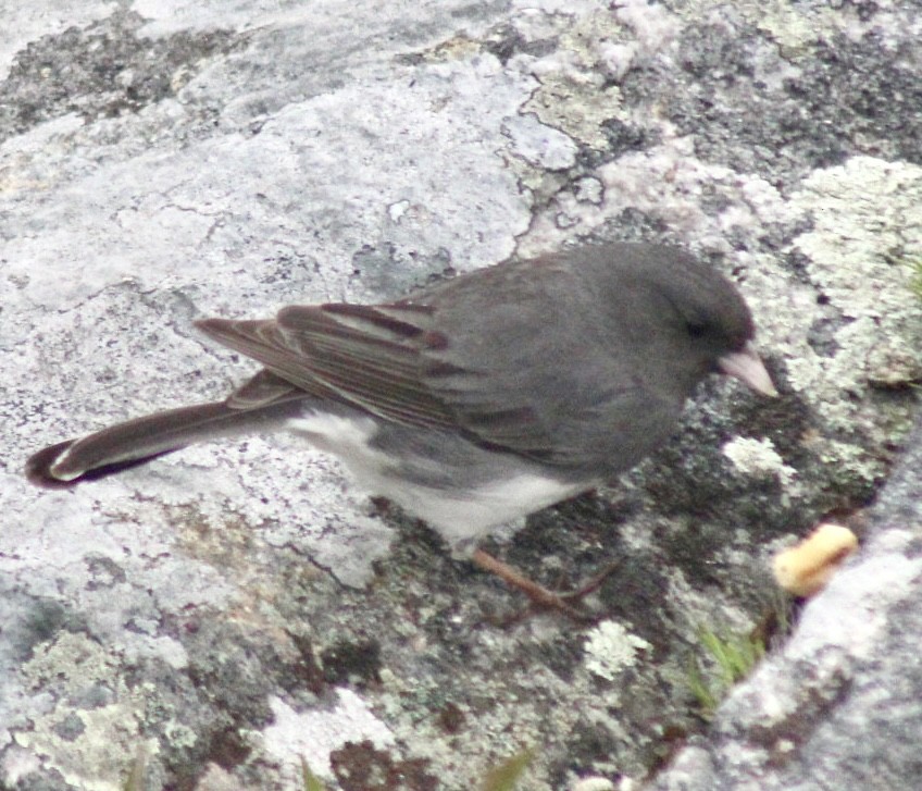 Dark-eyed Junco (Slate-colored) - Adrien C