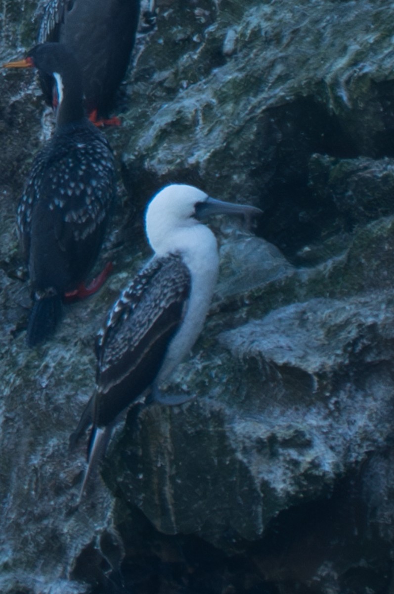 Peruvian Booby - Felipe Toledo Alarcon