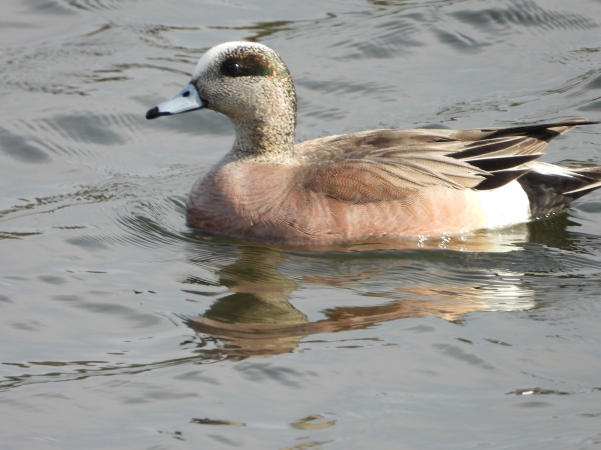 American Wigeon - Denis Provencher COHL