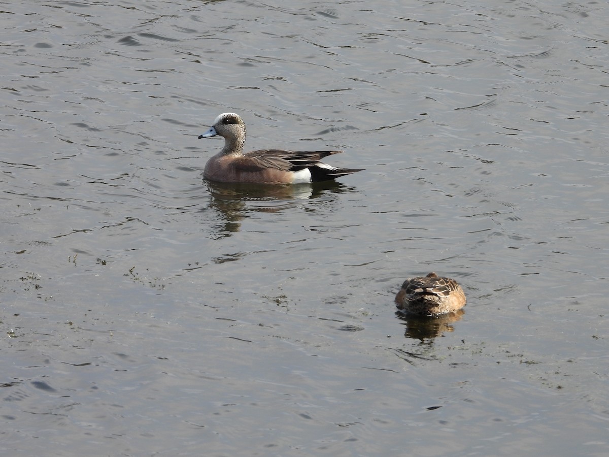 American Wigeon - Denis Provencher COHL