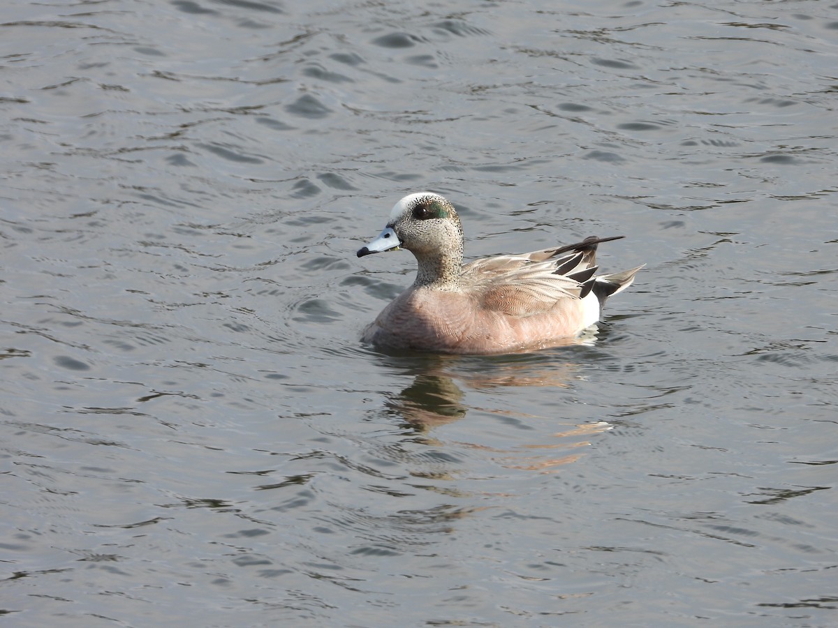 American Wigeon - Denis Provencher COHL