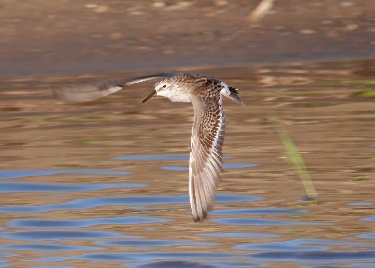 White-rumped Sandpiper - jerry pruett