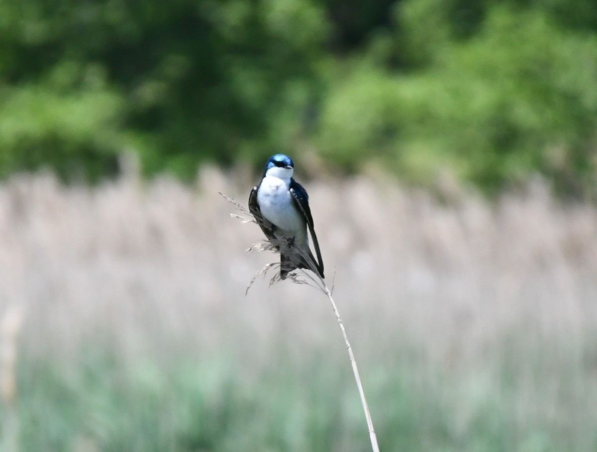 Tree Swallow - Brian Kenney