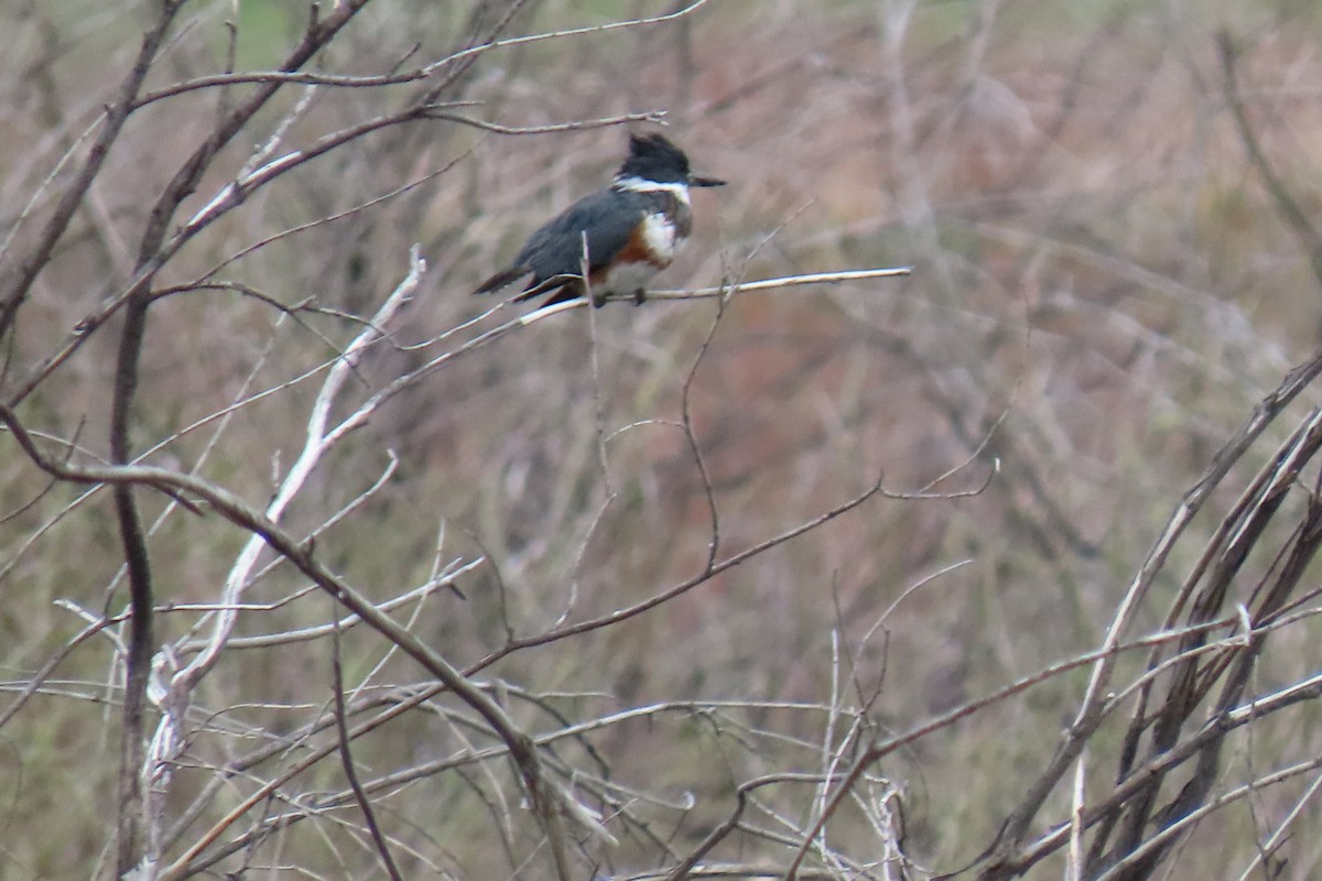 Belted Kingfisher - Terri Allender