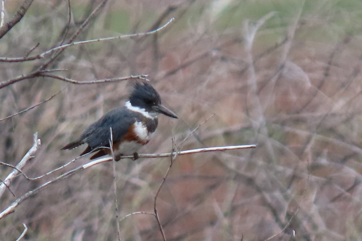 Belted Kingfisher - Terri Allender