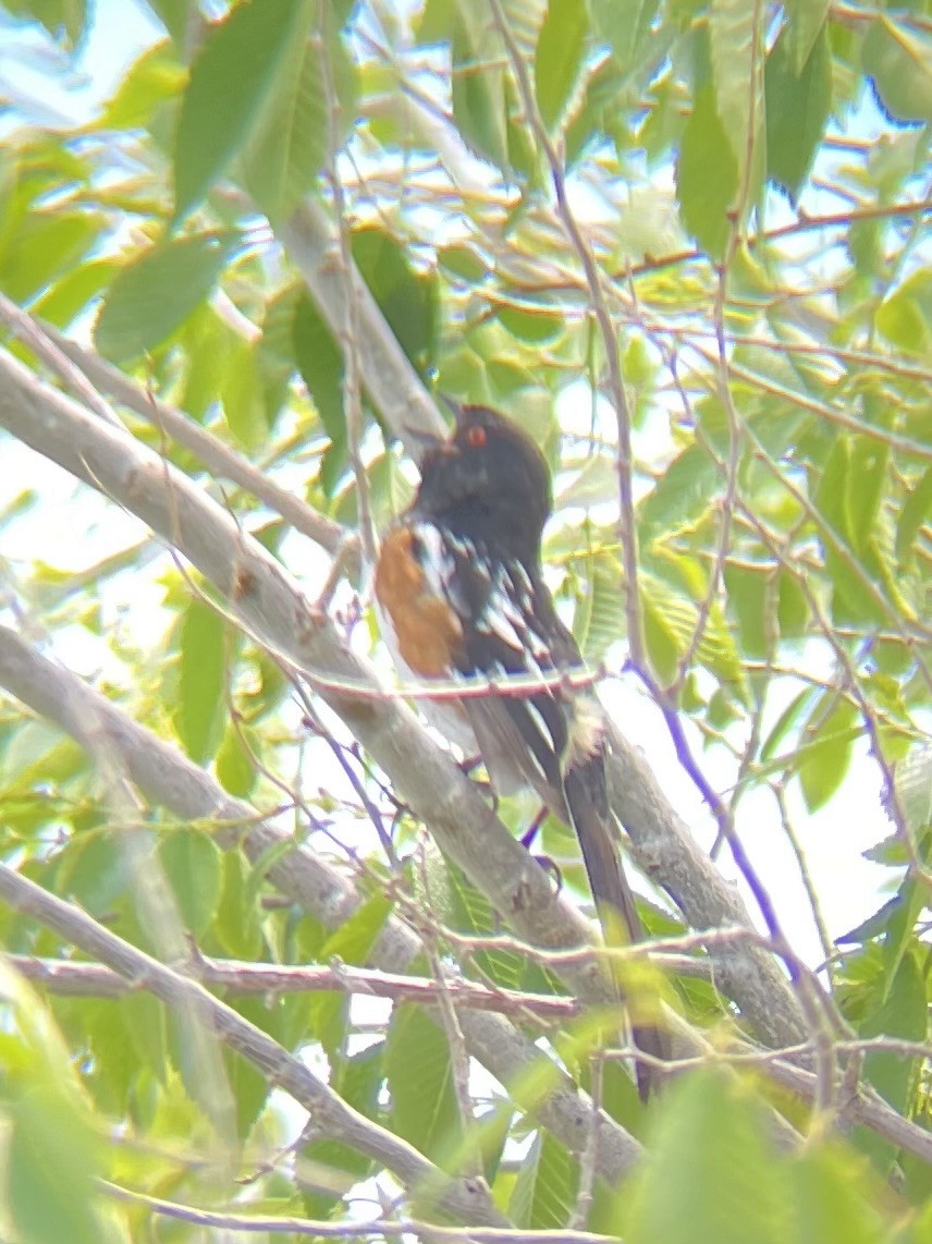 Spotted Towhee - ML619311727