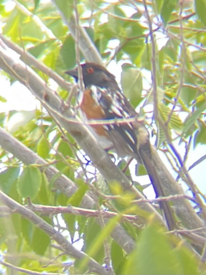 Spotted Towhee - ML619311728
