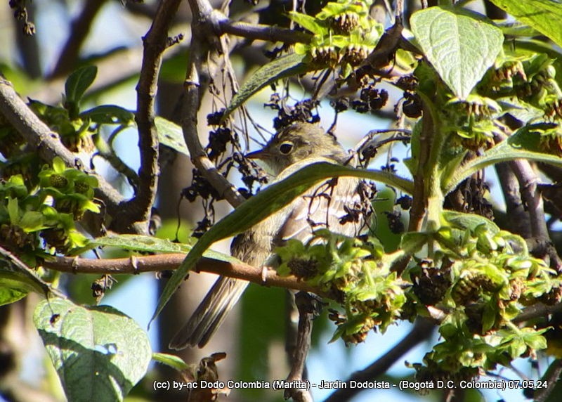 Small-billed Elaenia - Maritta (Dodo Colombia)