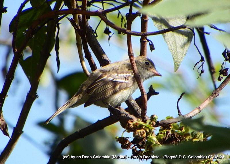 Small-billed Elaenia - ML619311735