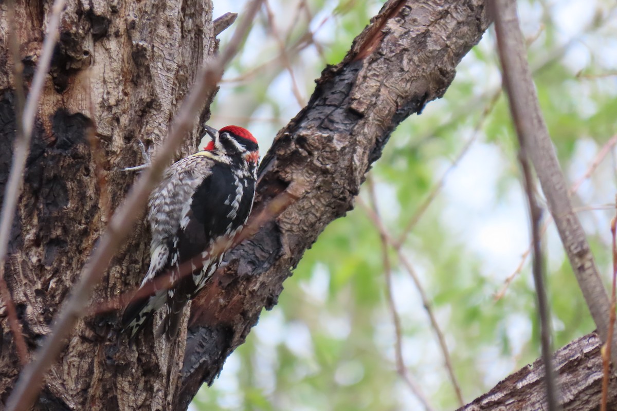 Red-naped Sapsucker - Terri Allender