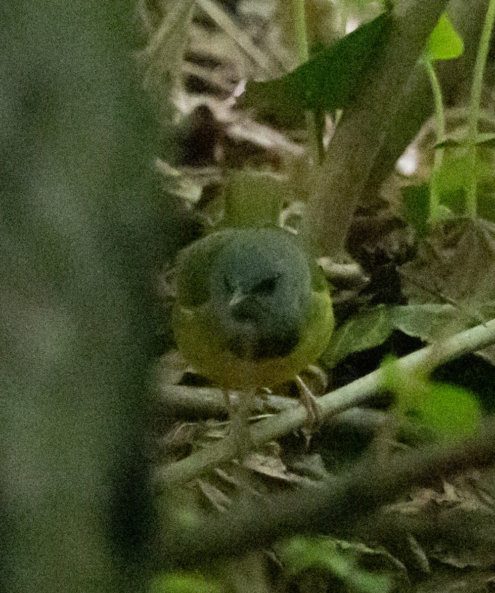 Mourning Warbler - Patrick Shure