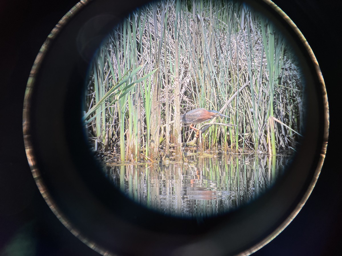 Green Heron - John Hodges