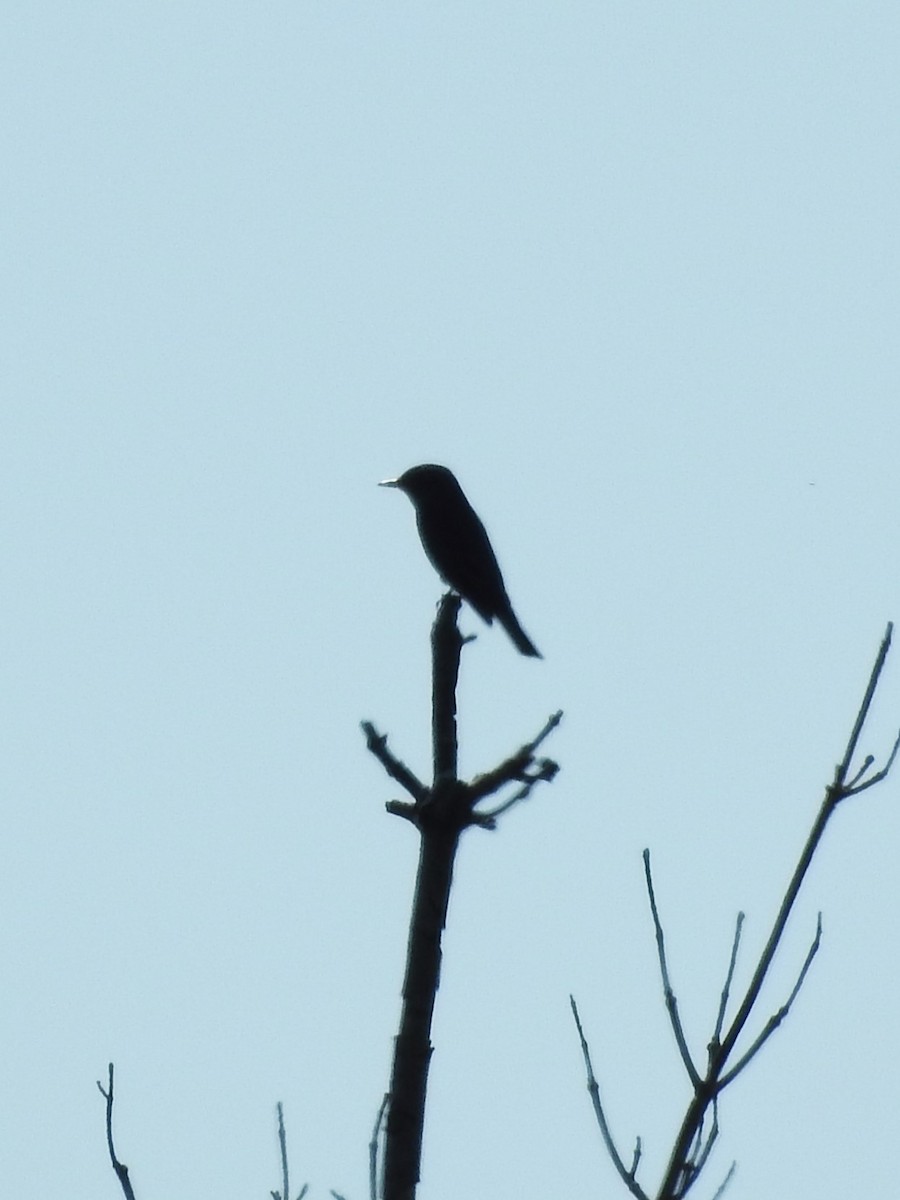 Olive-sided Flycatcher - Mike Ferguson