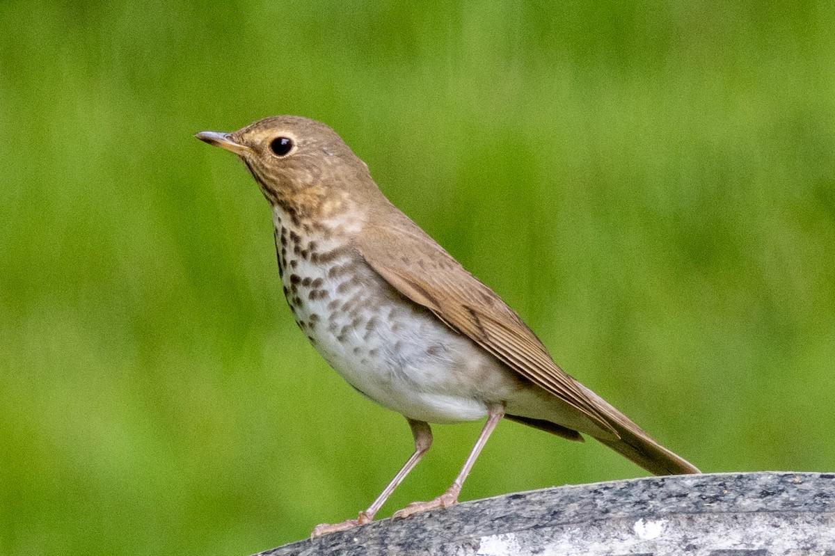 Swainson's Thrush (Olive-backed) - Patrick Shure