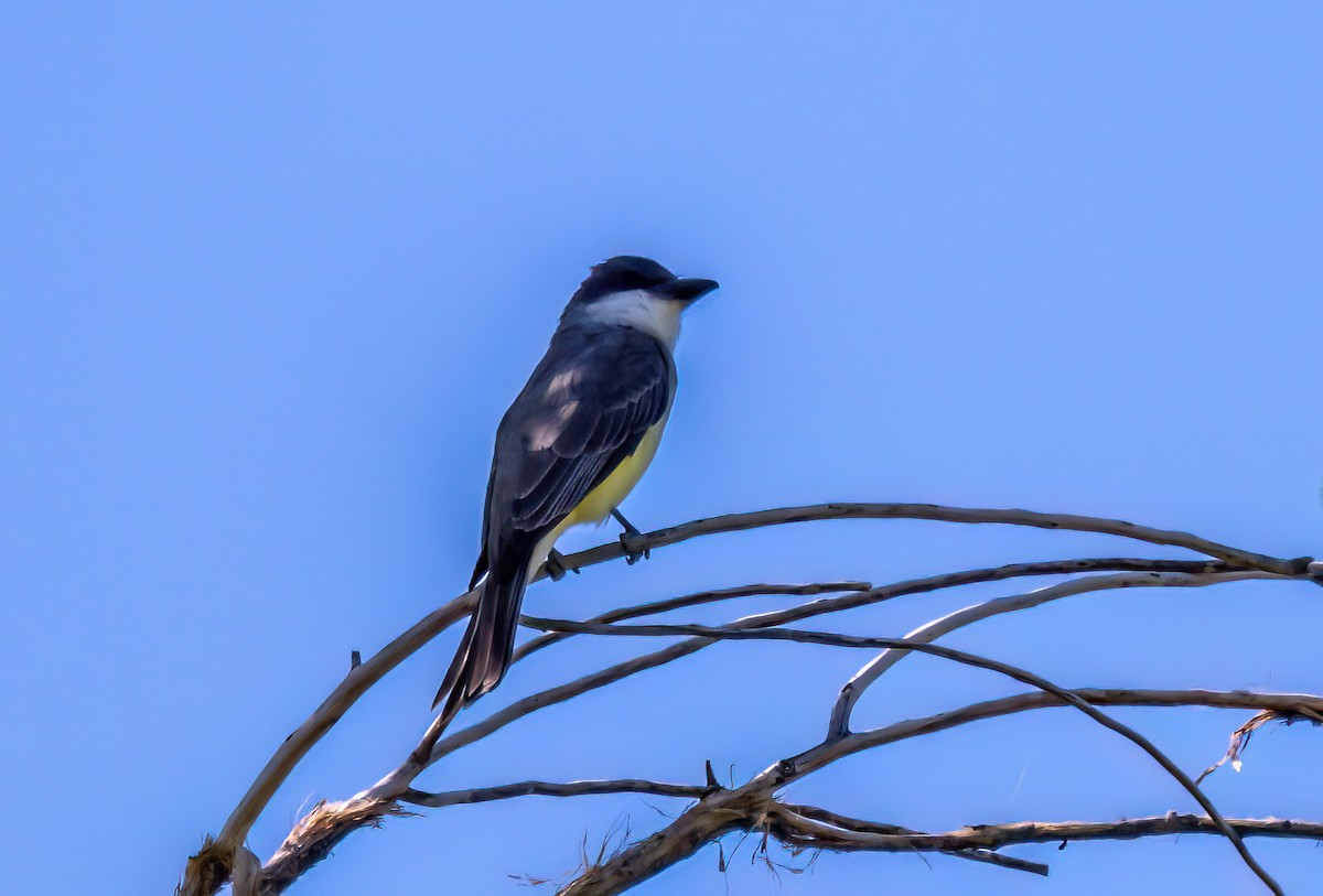 Thick-billed Kingbird - ML619311817