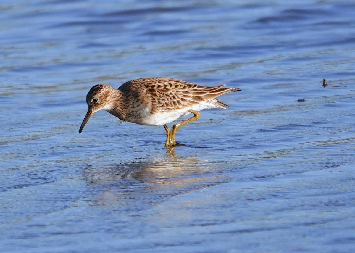 Graubrust-Strandläufer - ML619311825