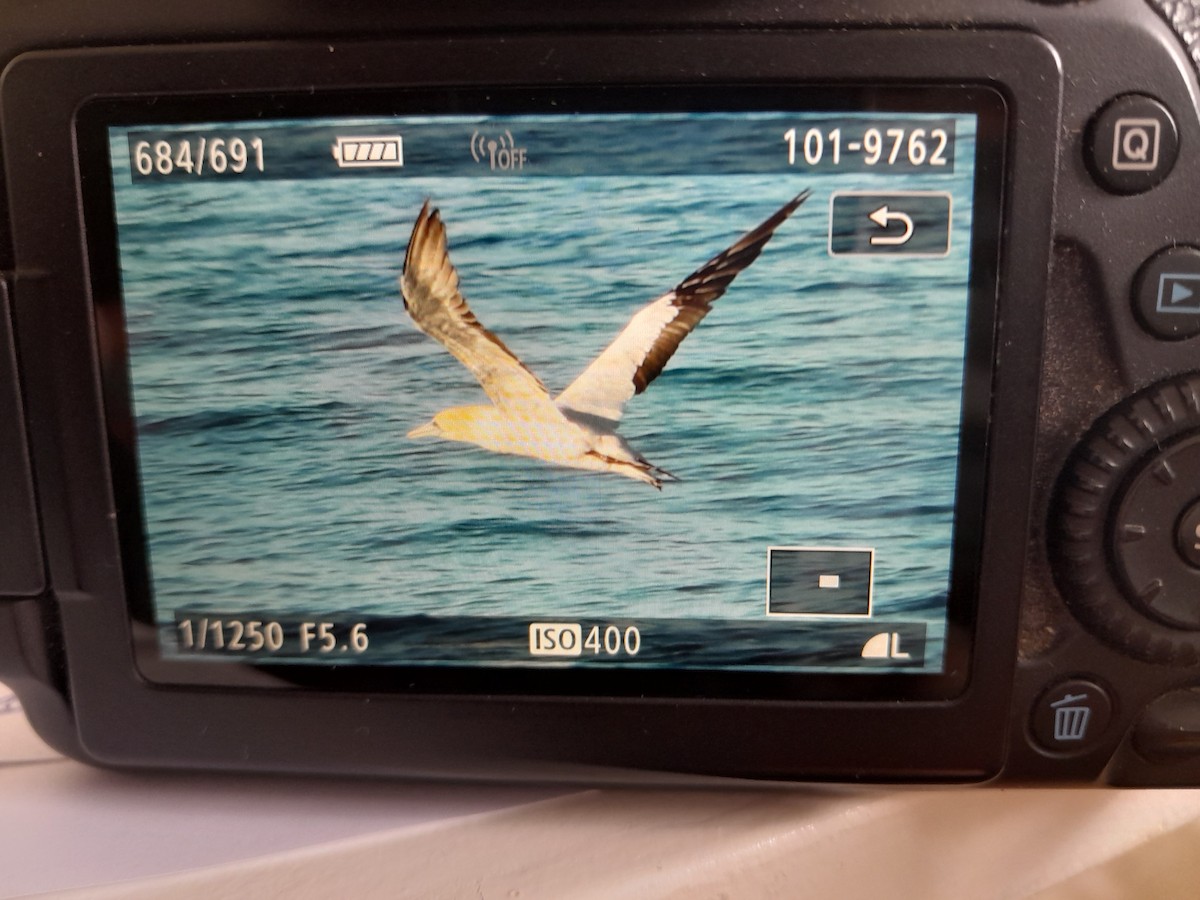 Australasian Gannet - Erik FORSYTH