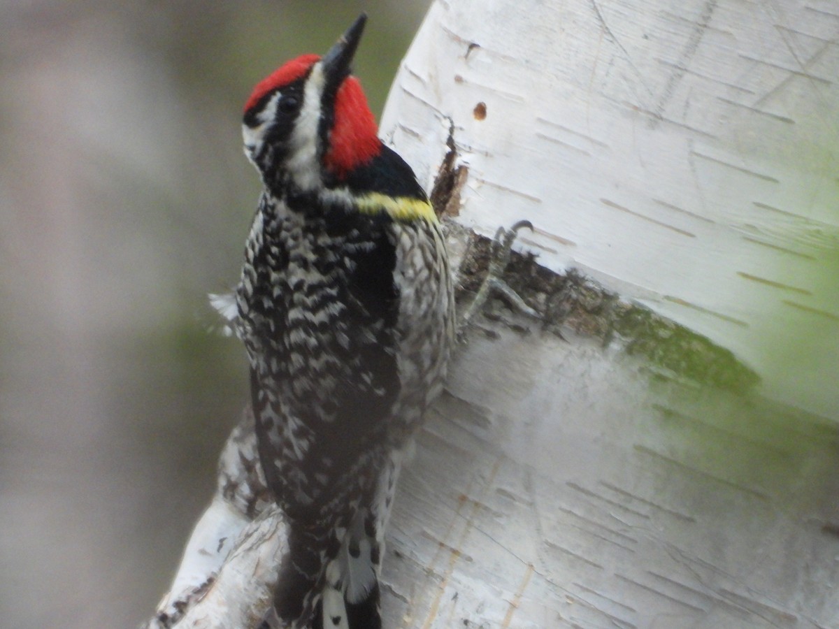Yellow-bellied Sapsucker - Denis Provencher COHL