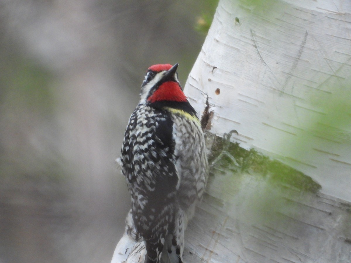 Yellow-bellied Sapsucker - Denis Provencher COHL