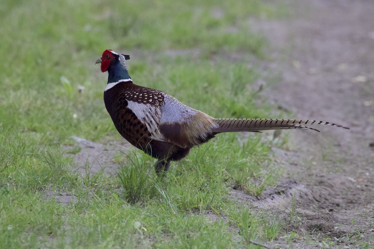 Ring-necked Pheasant - ML619311860