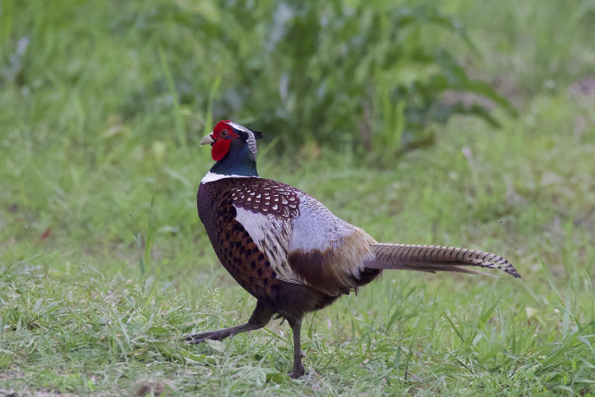 Ring-necked Pheasant - ML619311867