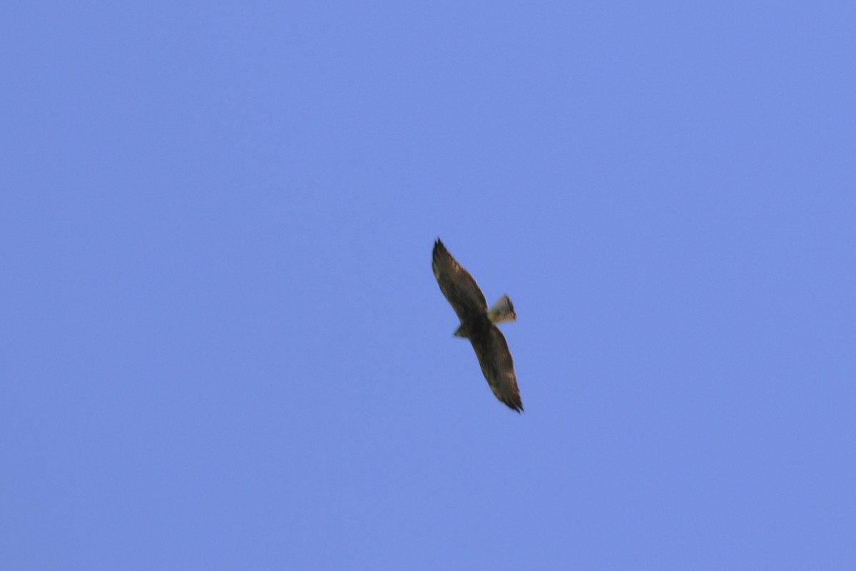 Swainson's Hawk - Yousif Attia