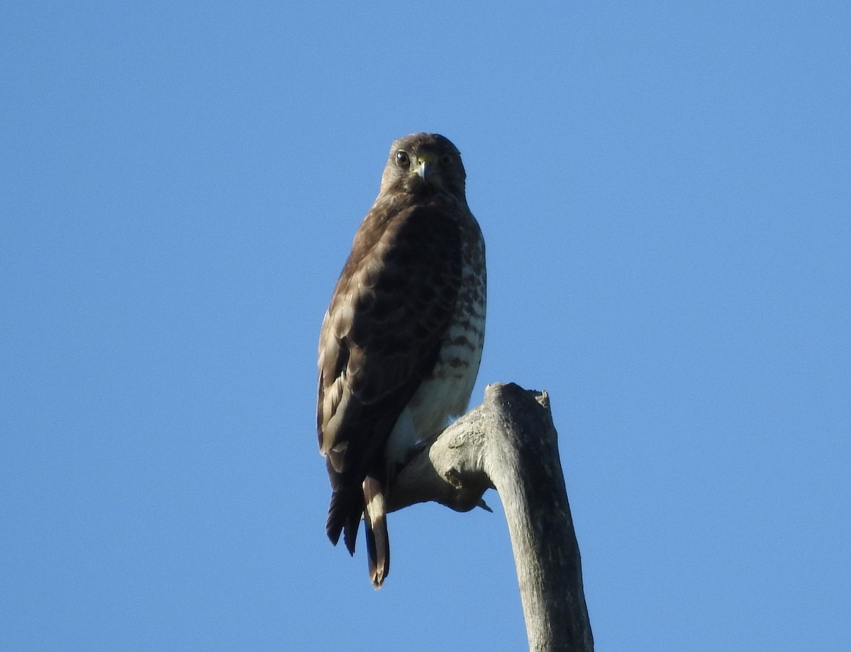 Broad-winged Hawk - Mike Ferguson