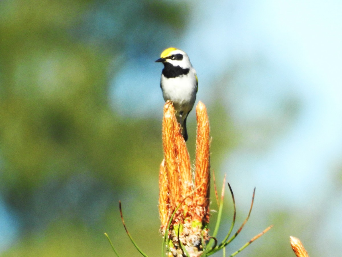 Golden-winged Warbler - Mike Ferguson