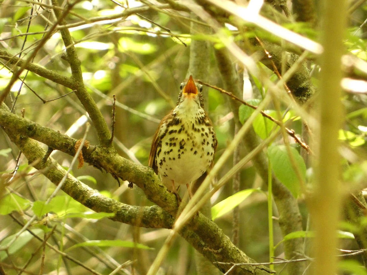 Wood Thrush - ML619311895