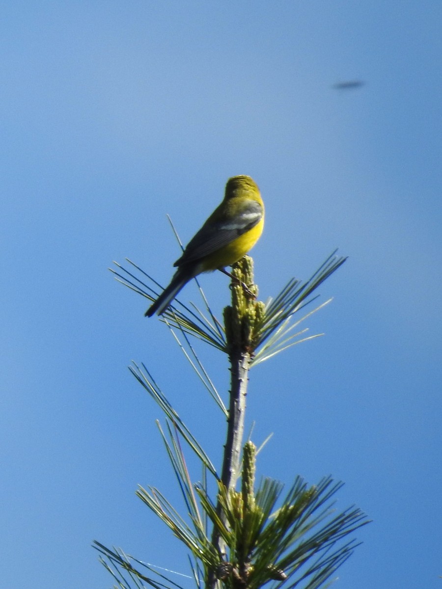 Blue-winged Warbler - Mike Ferguson