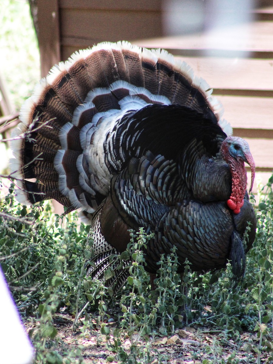 Wild Turkey - Tiana Starke