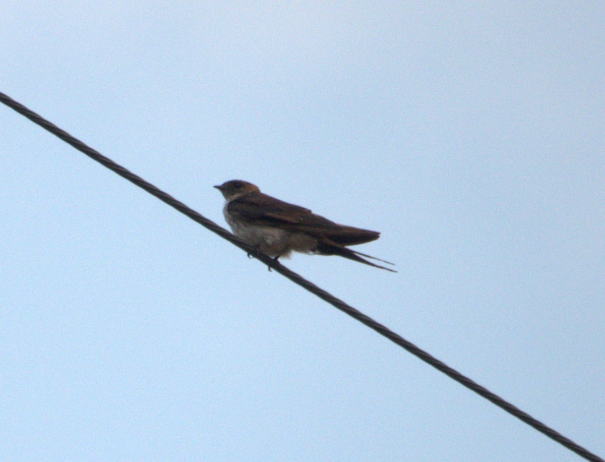 Red-rumped Swallow - ML619311904