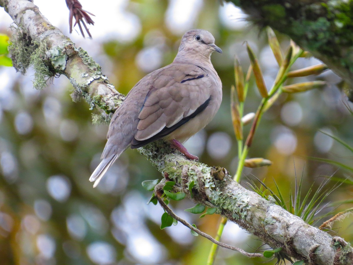 Picui Ground Dove - Alido junior