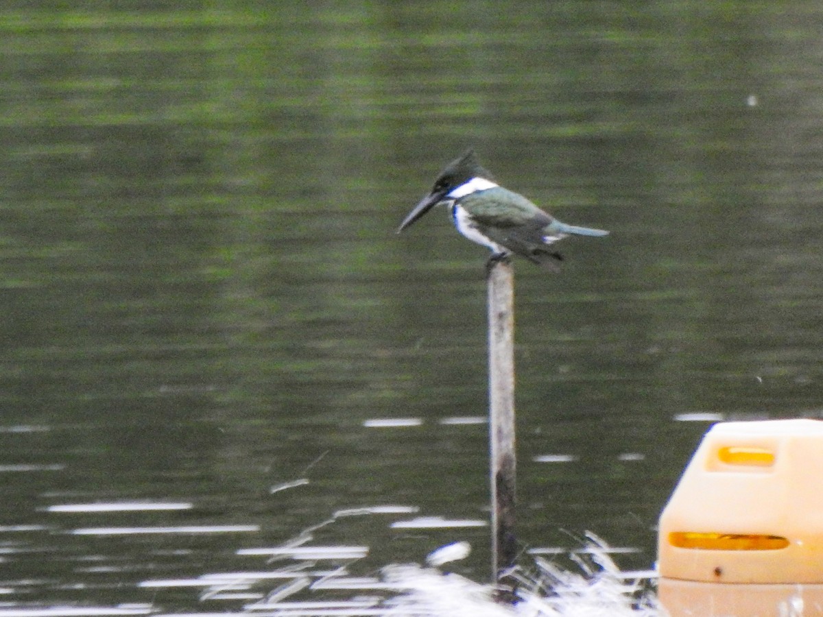 Amazon Kingfisher - Alido junior