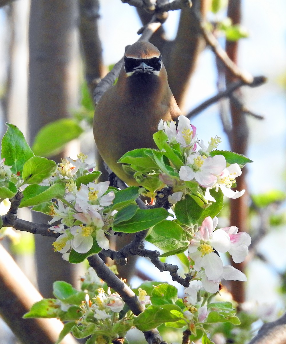 Cedar Waxwing - ML619311928