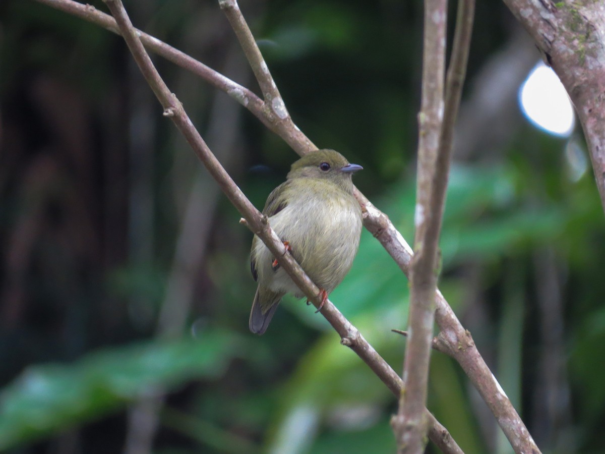 White-bearded Manakin - Alido junior