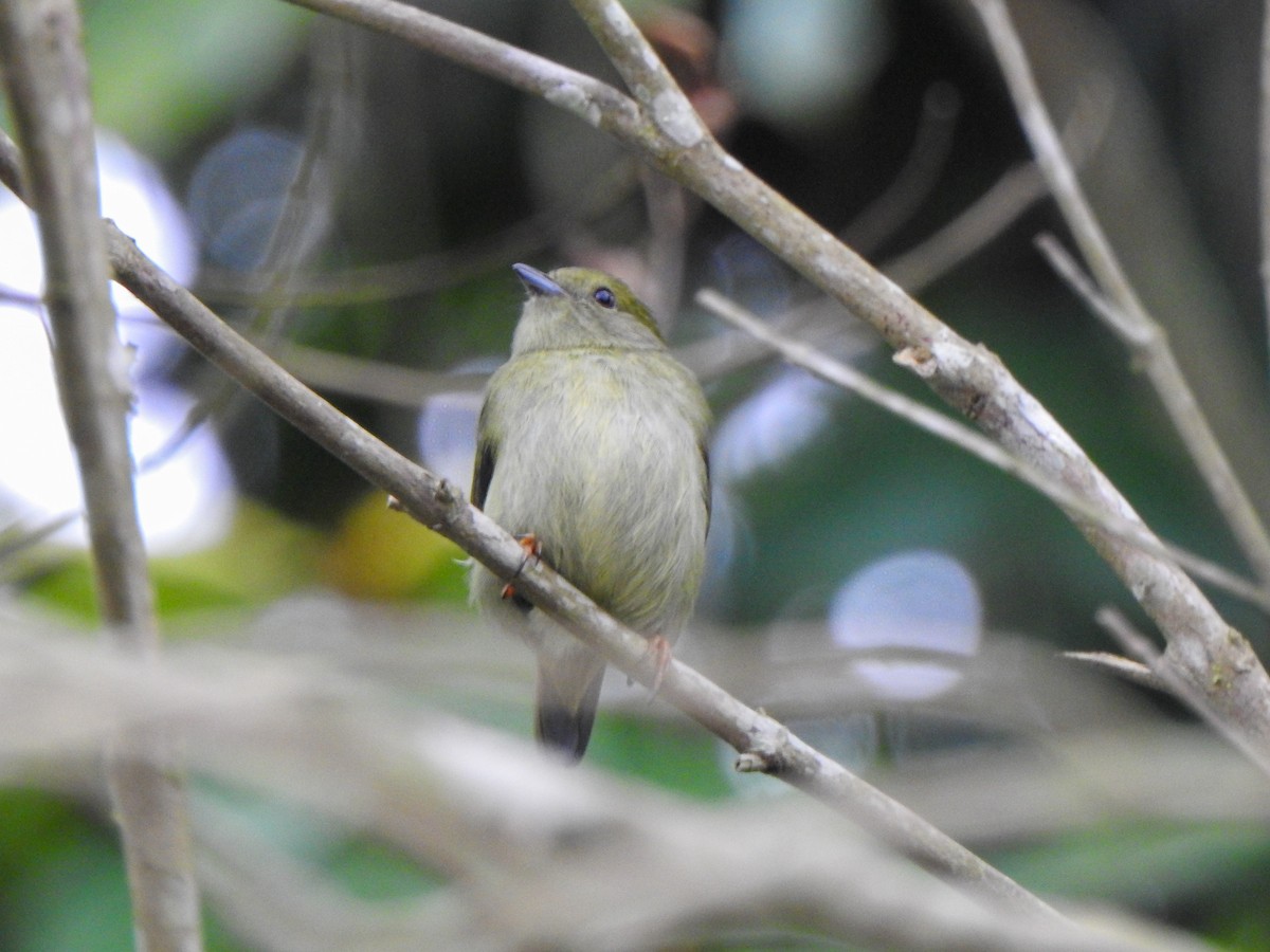 White-bearded Manakin - Alido junior